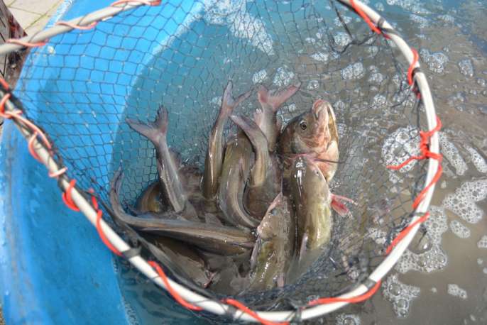 Peixes