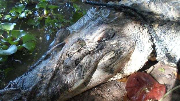 Pesca da piracatinga causa matança de dezenas de botos e jacarés