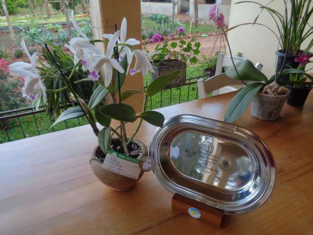Planta premiada