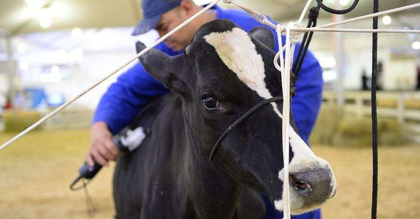 Vaca exposta na edição 2015 do Rural Show