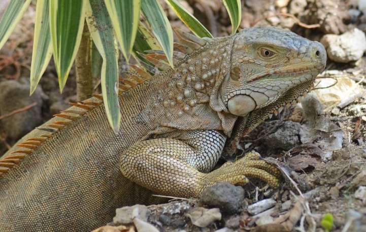 A iguana é um dos animais típicos da fauna do Equador, onde há 26 tipos de habitats distintos