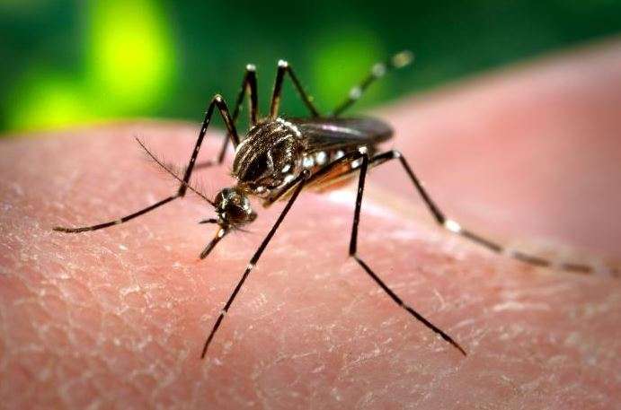 Mosquito Aedes aegypti, transmissor do zika vírus