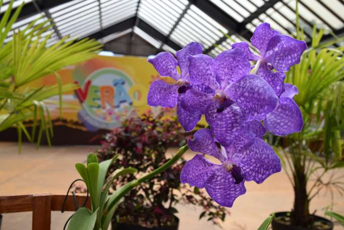 Exposição de orquídeas