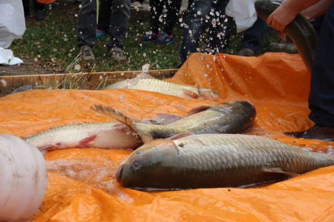 Feira do Peixe
