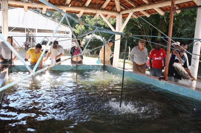 Cerca de cinco toneladas de carpas deverão ser vendidas no evento