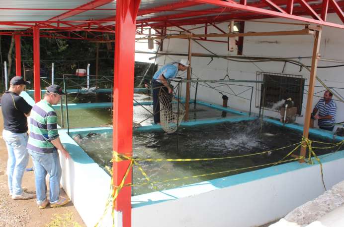 Criação de peixes pode trazer bom lucro a produtores rurais