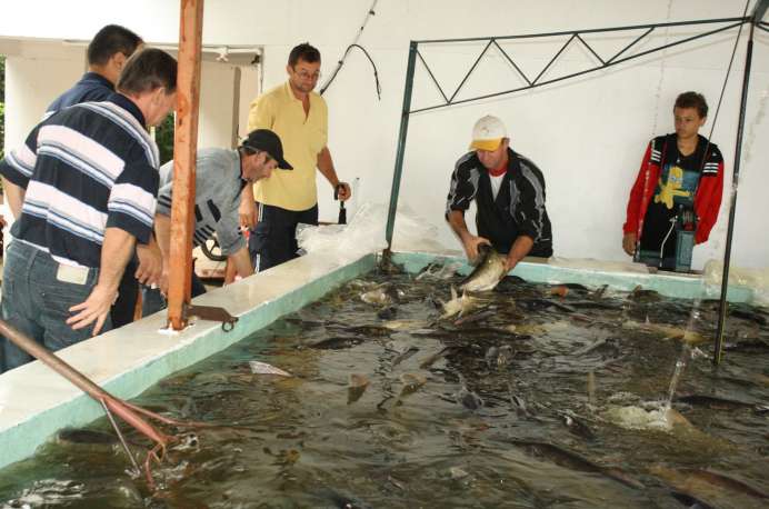 Feiras do peixe vivo são tradicionais em Salvador do Sul e agregam renda para os produtores rurais