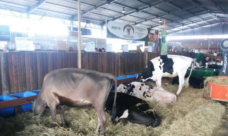 Estande da Agropecuária Fortaleza