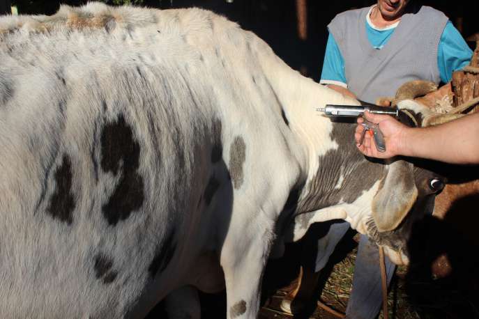 Vacinação contra febre aftosa