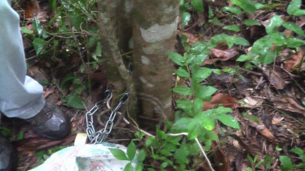 Foto: Divulgação/CRPO Serra Idoso foi encontrado amarrado a uma árvore.