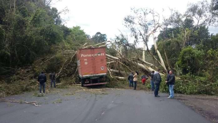Árvore bloqueou totalmente a rodovia.
