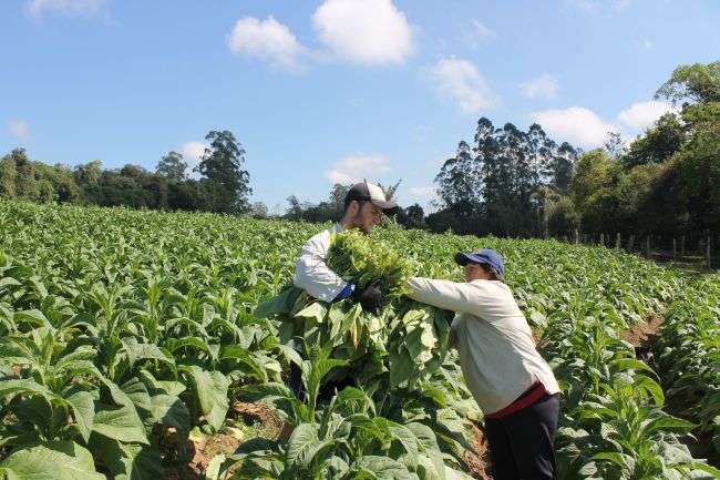 Colheita do tabaco será intensificada a partir desta semana