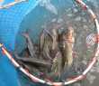 Peixes