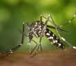 Mosquito Aedes Aegypti
