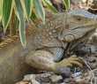 A iguana é um dos animais típicos da fauna do Equador, onde há 26 tipos de habitats distintos