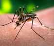 Mosquito Aedes aegypti, transmissor do zika vírus