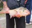 Feira do Peixe
