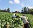 Colheita do tabaco será intensificada a partir desta semana